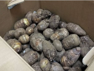 里芋の差し入れ